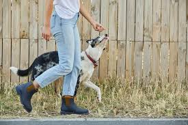 90-Minute Dog Walk