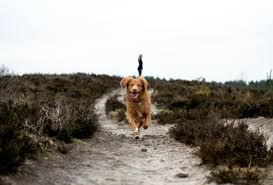 120-Minute Dog Walk