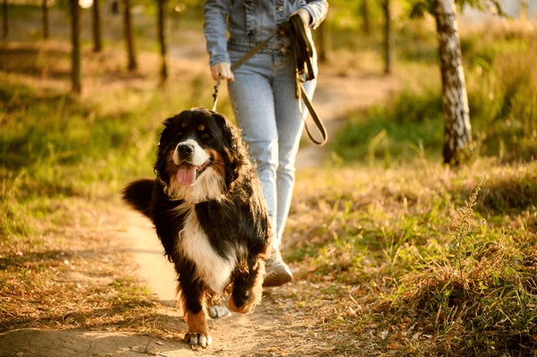30-Minute Dog Walk